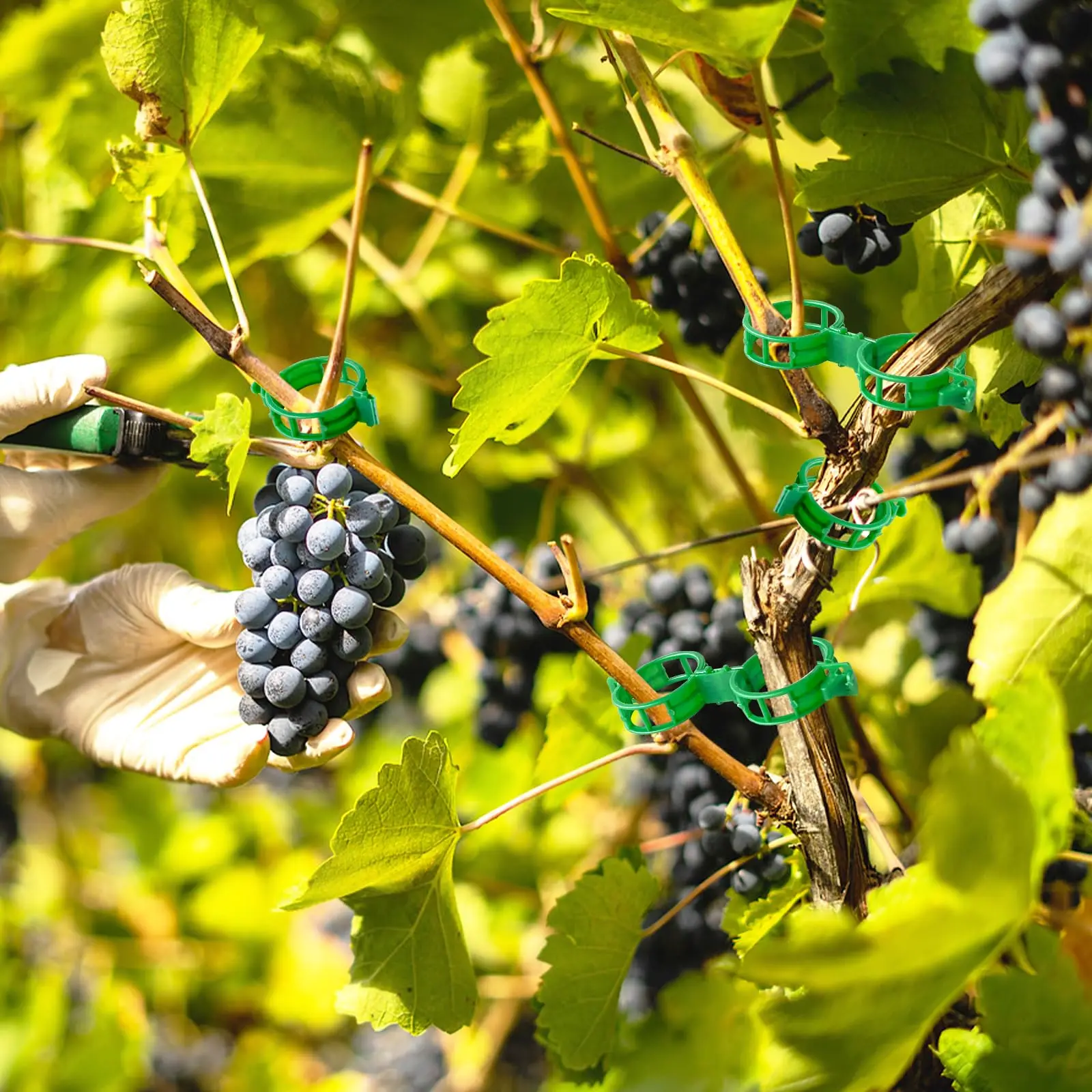 100/300 Pcs Plant Support Clips Fixture,Plastic Garden Vine Strapping Clip for Climbing Plants,Tomato,Grape,Plants Stalks Holder - Image 6